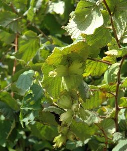 Corylus a. 'Contorta' 80-100 cm container - afbeelding 3