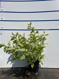 Cornus alba 'Gouchaultii' 100-125 cm cont. 7,5L