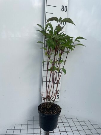 Cornus alba 'Kesselringii' 60-80 cm cont. 3,0L