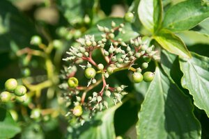 Cornus alternifolia 60-80 cm met kluit