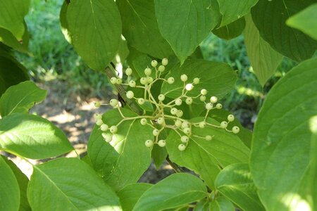 Cornus alternifolia 80-100 cm met kluit - afbeelding 10