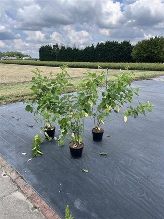 Cornus alba 'Sibirica' 100-125 cm cont. 7,5L