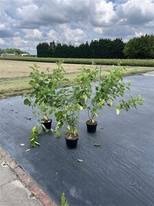 Cornus alba 'Sibirica' 100-125 cm cont. 7,5L