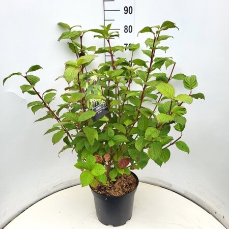 Cornus alba 'Sibirica' 60-80 cm cont. 10L - afbeelding 1