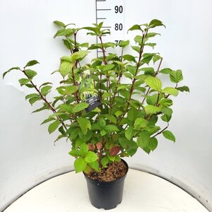 Cornus alba 'Sibirica' 60-80 cm cont. 10L