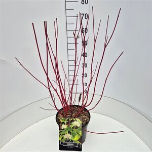 Cornus alba 'Sibirica' 60-80 cm cont. 10L - afbeelding 2