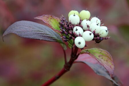 Cornus alba 'Sibirica' 80-100 cm met kluit - afbeelding 1