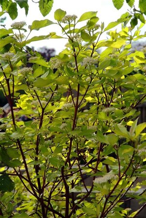 Cornus alba 'Sibirica' 80-100 cm met kluit - afbeelding 2
