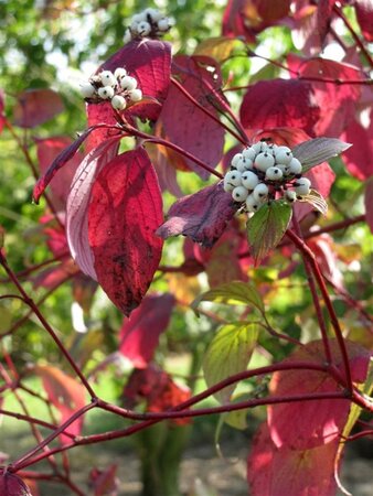 Cornus alba 'Sibirica' 80-100 cm met kluit - afbeelding 3