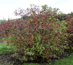 Cornus alba 'Sibirica' 80-100 cm met kluit - afbeelding 4