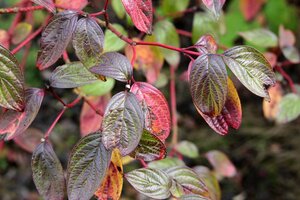 Cornus alba 'Sibirica' 80-100 cm met kluit - afbeelding 5