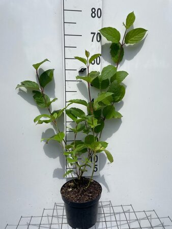Cornus alba 'Sibirica' geen maat specificatie cont. 3,0L - afbeelding 1
