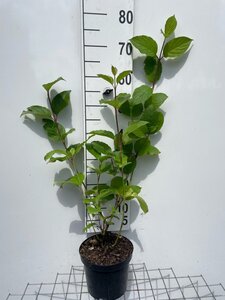 Cornus alba 'Sibirica' geen maat specificatie cont. 3,0L