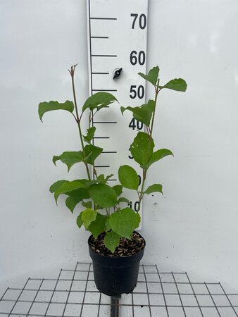 Cornus alba 'Sibirica' geen maat specificatie cont. 3,0L - afbeelding 2