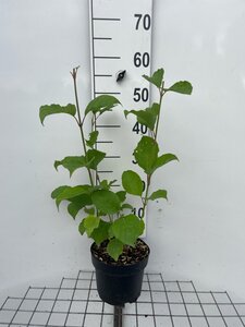 Cornus alba 'Sibirica' geen maat specificatie cont. 3,0L - afbeelding 2