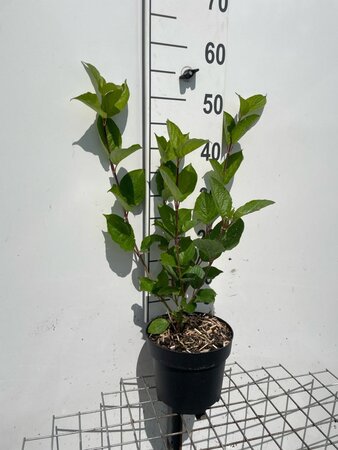 Cornus alba 'Sibirica' geen maat specificatie cont. 3,0L - afbeelding 3