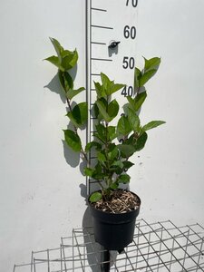 Cornus alba 'Sibirica' geen maat specificatie cont. 3,0L - afbeelding 3