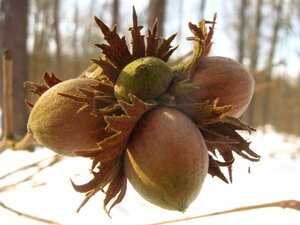 Corylus avellana 100-125 cm wortelgoed 3-5 tak struik
