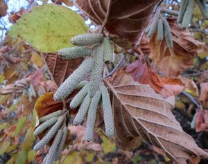 Corylus avellana 12-14 Hoogstam draadkluit 2 X verplant - afbeelding 2