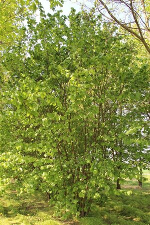 Corylus avellana 12-14 Hoogstam draadkluit 2 X verplant - afbeelding 3