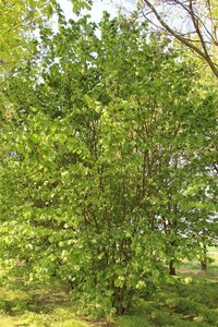 Corylus avellana 12-14 Hoogstam draadkluit 2 X verplant - afbeelding 3