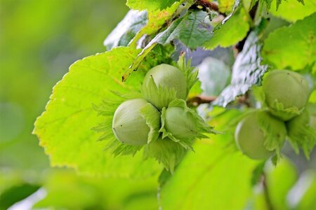 Corylus avellana 12-14 Hoogstam draadkluit 2 X verplant - afbeelding 4