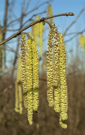 Corylus avellana 12-14 Hoogstam draadkluit 2 X verplant - afbeelding 5