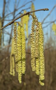 Corylus avellana 12-14 Hoogstam draadkluit 2 X verplant - afbeelding 5