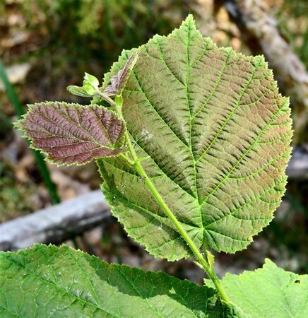 Corylus avellana 12-14 Hoogstam draadkluit 2 X verplant - afbeelding 7