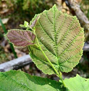 Corylus avellana 12-14 Hoogstam draadkluit 2 X verplant - afbeelding 7