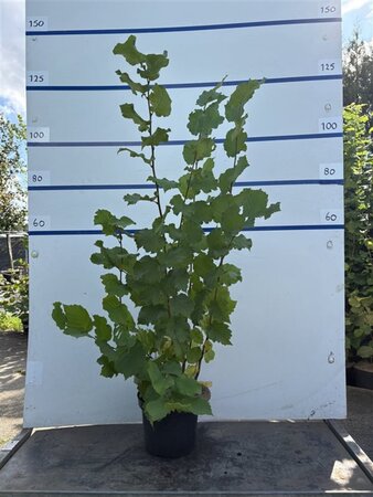 Corylus avellana 125-150 cm cont. 7,5L - afbeelding 3
