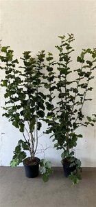 Corylus avellana 125-150 cm cont. 7,5L - afbeelding 2