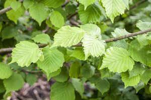 Corylus avellana 300-350 cm draadkluit