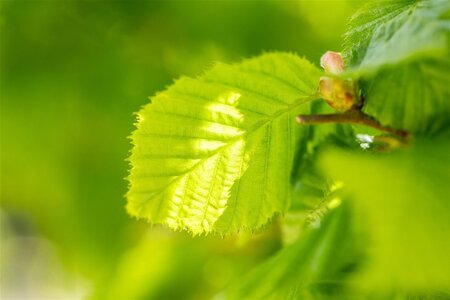 Corylus avellana 300-350 cm draadkluit - afbeelding 2