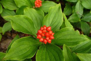 Cornus canadensis geen maat specificatie P10,5cm