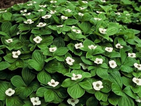 Cornus canadensis geen maat specificatie P10,5cm - afbeelding 2