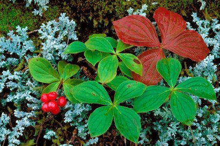 Cornus canadensis geen maat specificatie P10,5cm - afbeelding 3
