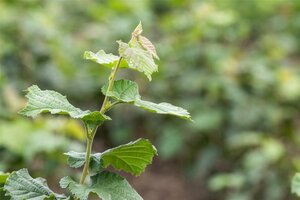Corylus colurna 8-10 Hoogstam draadkluit