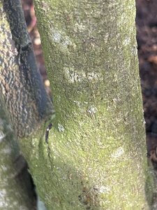 Cornus controversa 175-200 cm cont. 160L meerstammig