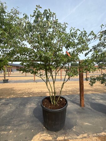 Cornus controversa 175-200 cm cont. 160L meerstammig - afbeelding 5