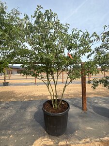 Cornus controversa 175-200 cm cont. 160L meerstammig - afbeelding 5