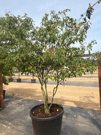 Cornus controversa 175-200 cm cont. 160L meerstammig - afbeelding 6