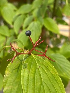 Cornus controversa 175-200 cm cont. 160L meerstammig - afbeelding 2