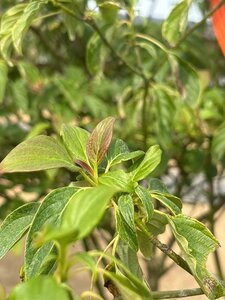 Cornus controversa 175-200 cm cont. 160L meerstammig - afbeelding 3