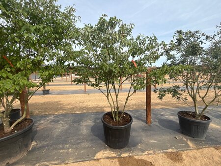 Cornus controversa 175-200 cm cont. 160L meerstammig - afbeelding 4