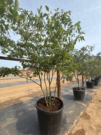 Cornus controversa 175-200 cm cont. 160L meerstammig - afbeelding 7