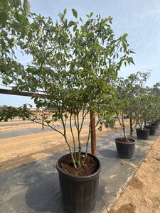 Cornus controversa 175-200 cm cont. 160L meerstammig - afbeelding 7