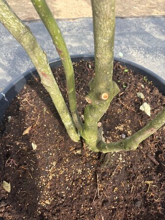 Cornus controversa 175-200 cm cont. 160L meerstammig - afbeelding 8