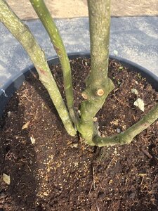 Cornus controversa 175-200 cm cont. 160L meerstammig - afbeelding 8
