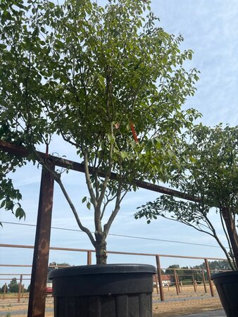 Cornus controversa 200-250 cm cont. 160L meerstammig - afbeelding 5